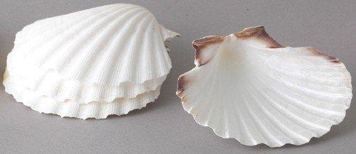 Maine Man 3.75" Scallop Baking Shells - Natural