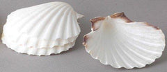 Maine Man 3.75" Scallop Baking Shells - Natural