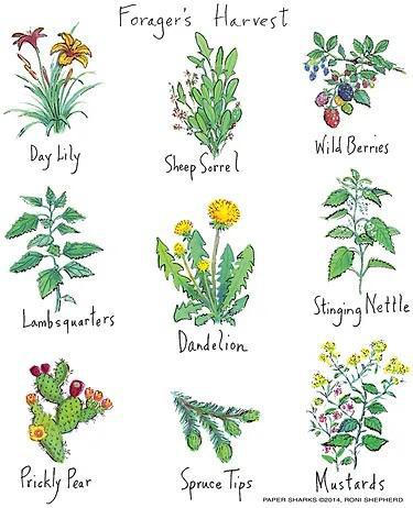 Flour Sack Towels - Foraging