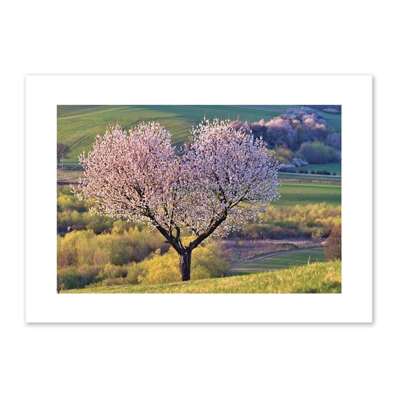 Blank - Pink Dogwood