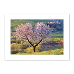 Blank - Pink Dogwood
