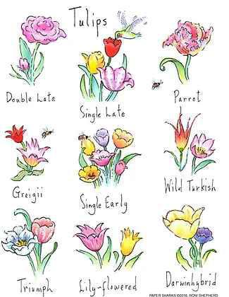 Flour Sack Towels - Tulips