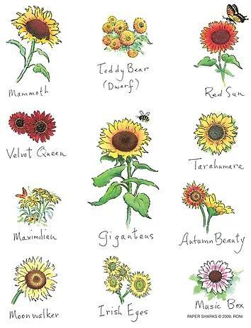 Flour Sack Towel - Sunflowers