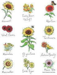 Flour Sack Towel - Sunflowers