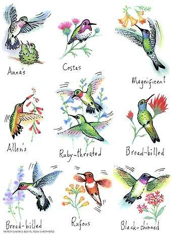 Flour Sack Towel - Humming Birds 2