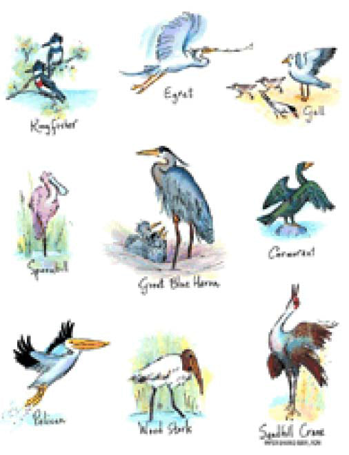 Flour Sack Towel - Shore Birds