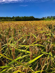 Carolina Gold Rice (Bulk - 0.36/ounce)