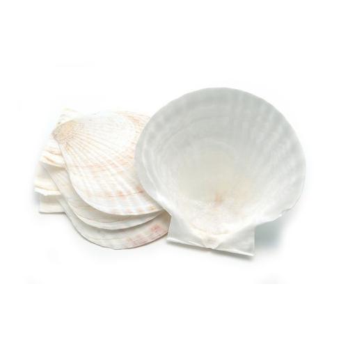 Baking Shells Set of 4