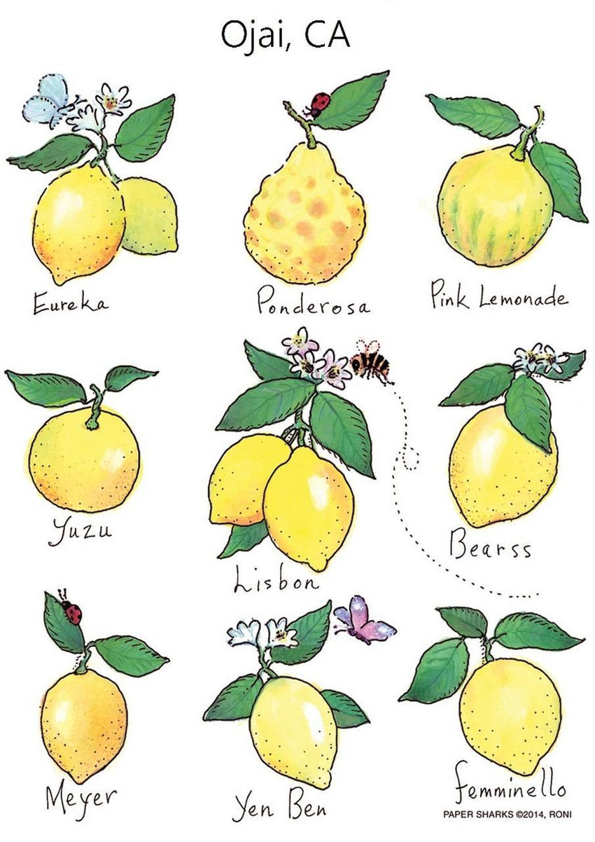 Flour Sack Towels - Lemons