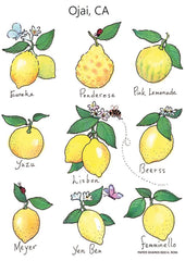 Flour Sack Towels - Lemons